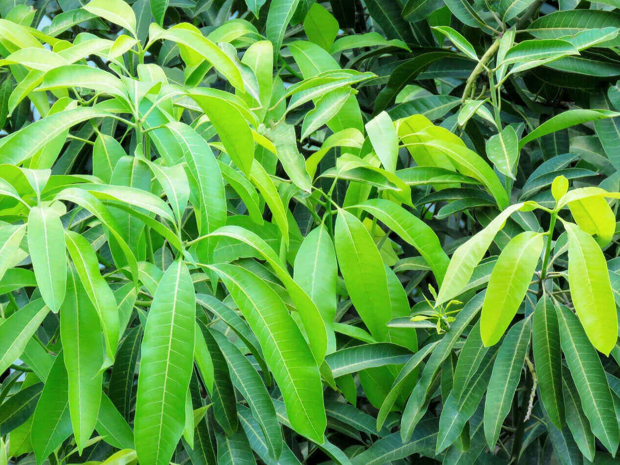 Tisane alle foglie di mango glicemia.net