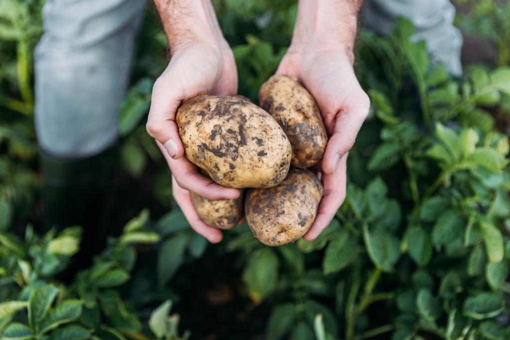 glicemia Ultimi consigli su patate e glicemia