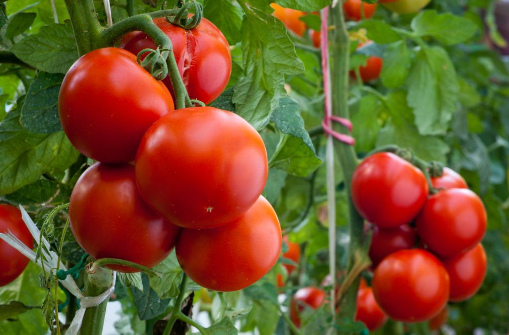 pomodori e glicemia conclusioni