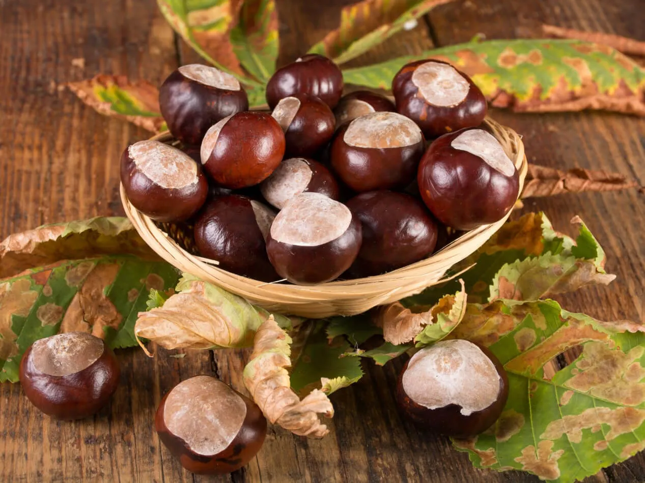 Castagne e glicemia glicemia.net Castagne e glicemia glicemia.net