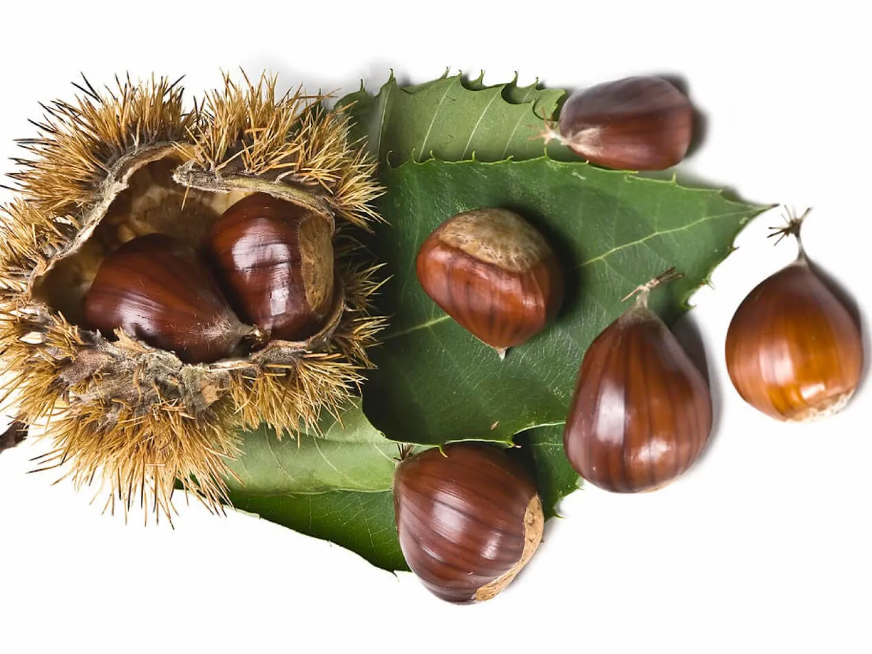 castagne e glicemia benefici glicemia.net castagne e glicemia benefici glicemia.net