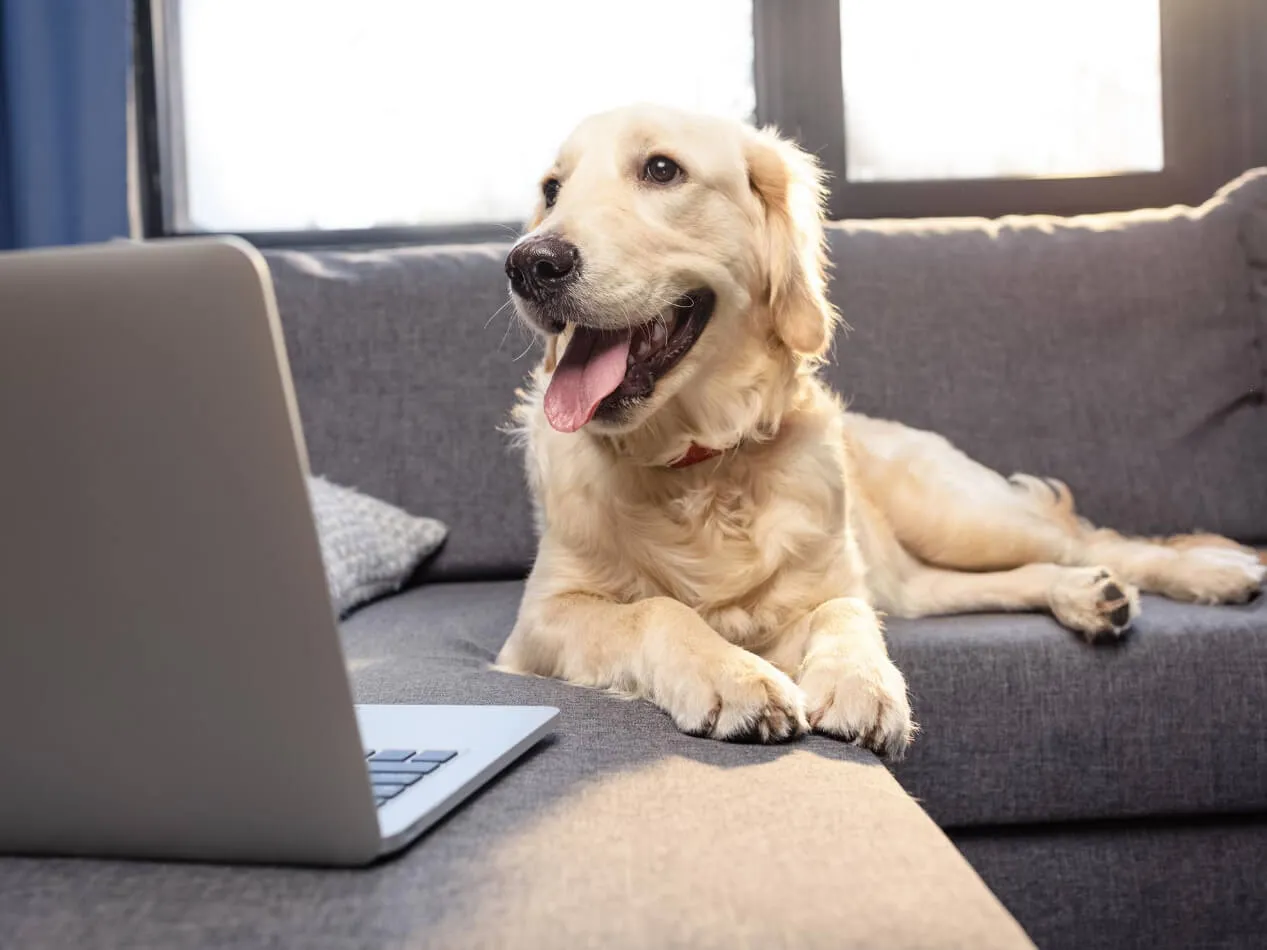 Come diagnosticare ipoglicemia nel cane Come diagnosticare ipoglicemia nel cane