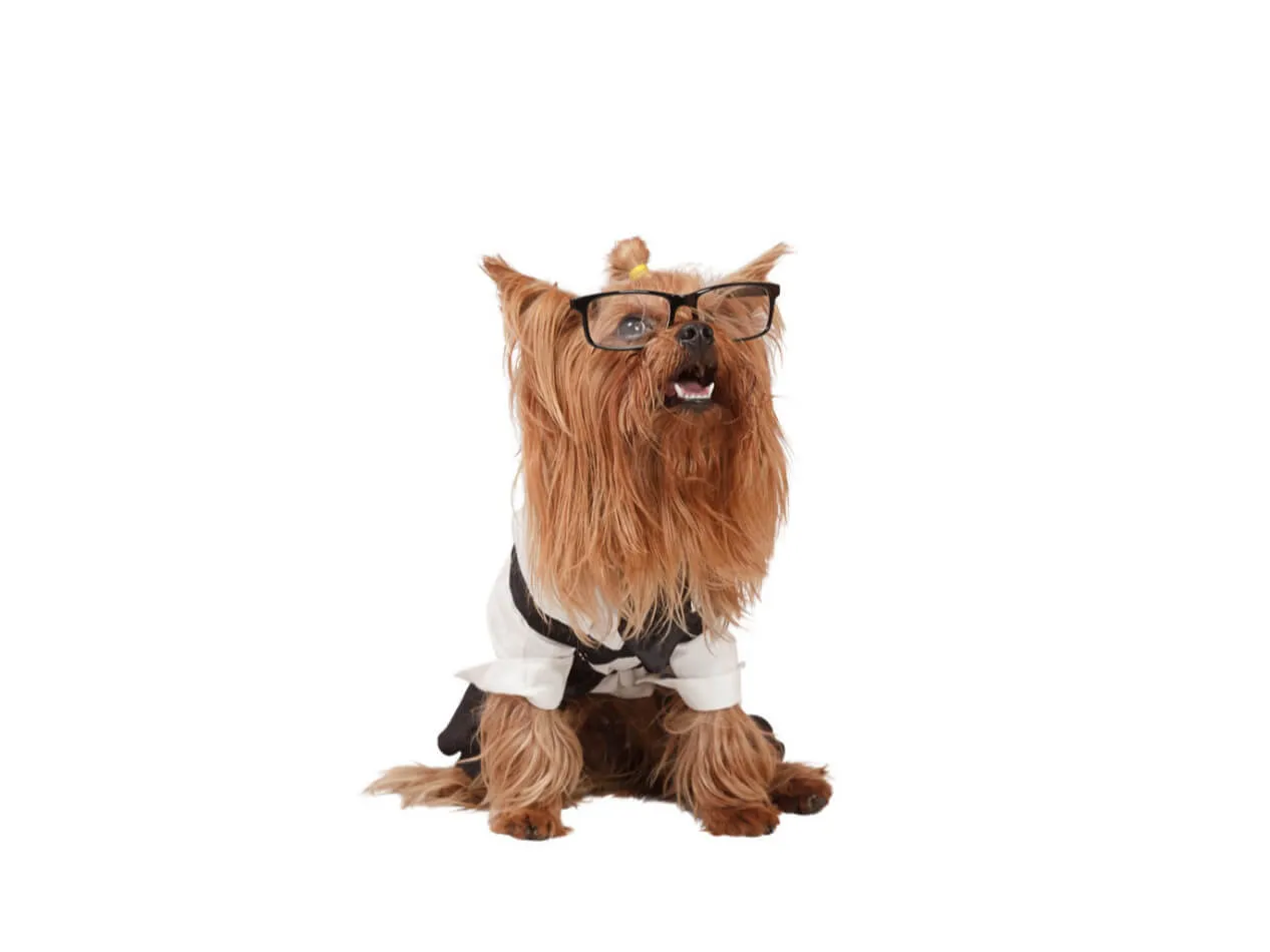 Ipoglicemia cani soggetti a rischio Ipoglicemia cani soggetti a rischio