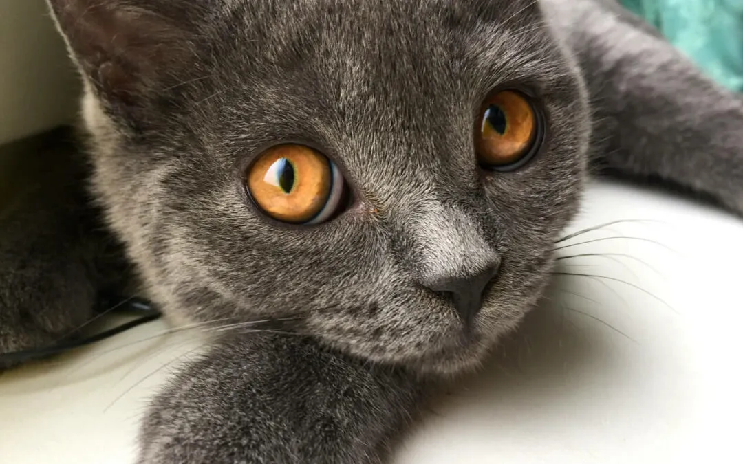 Diabete mellito gatto