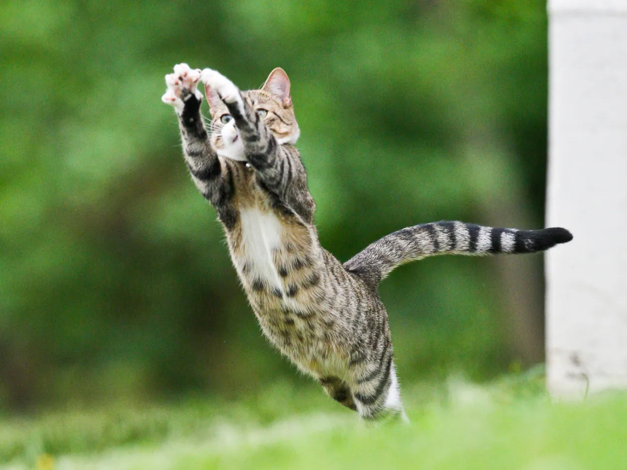 Diabete mellito gatto aspettativa di vita Diabete mellito gatto aspettativa di vita
