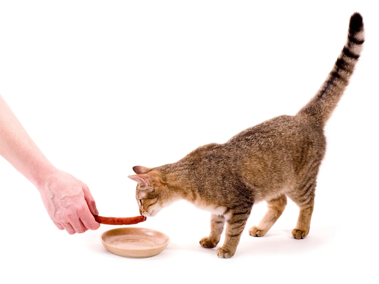 Diabete mellito gatto cosa dovrebbe mangiare Diabete mellito gatto cosa dovrebbe mangiare