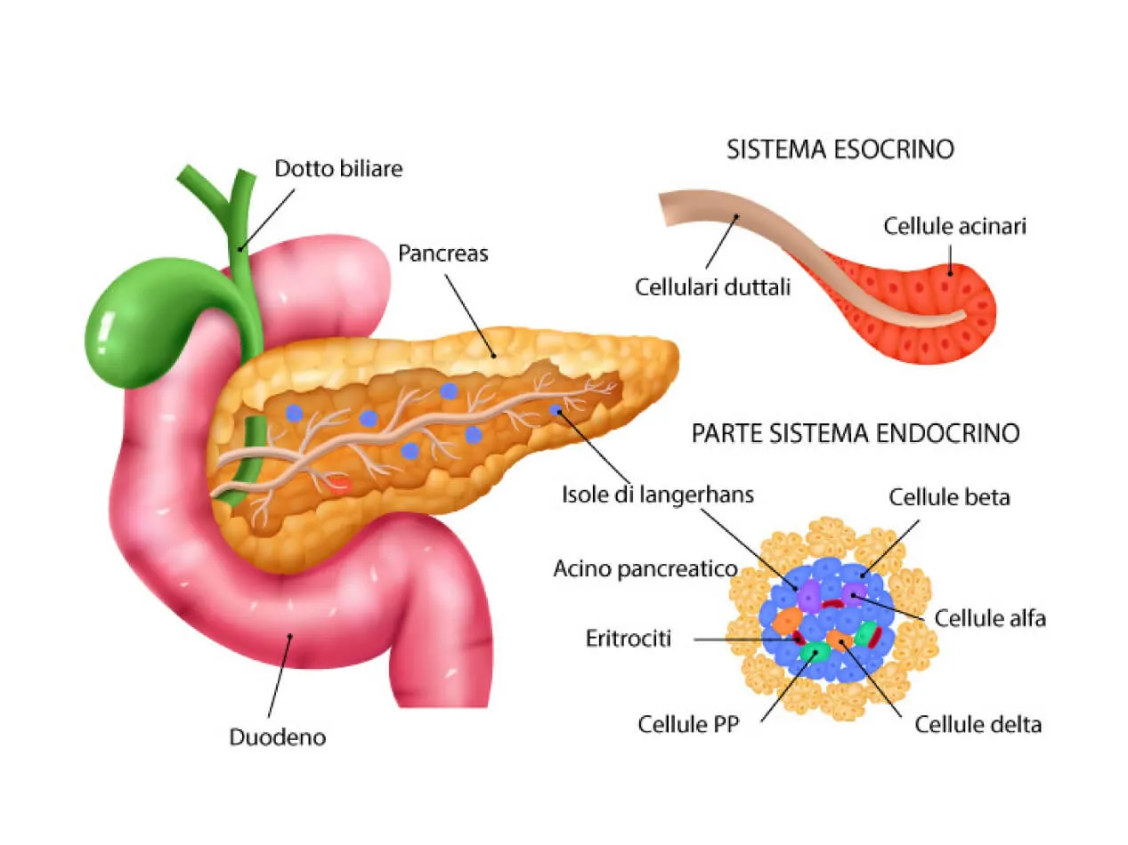 Insulina e cortisone gli ormoni Insulina e cortisone gli ormoni
