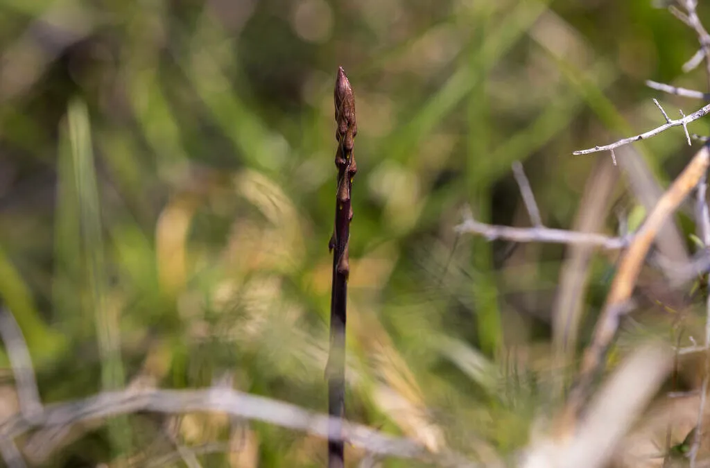 Glicemia e asparagi