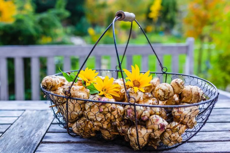 topinambur pro e contro